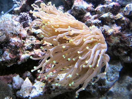 I racconti del giardino di corallo da domani pomeriggio su Raitre