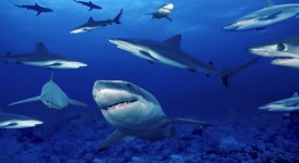 Squali: Evoluzione Bizzarra, su Nat Geo Wild un documentario sul mondo degli squali