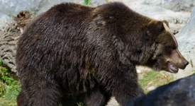 I grandi fenomeni della natura, puntata 27 Marzo: l'orso grizzly